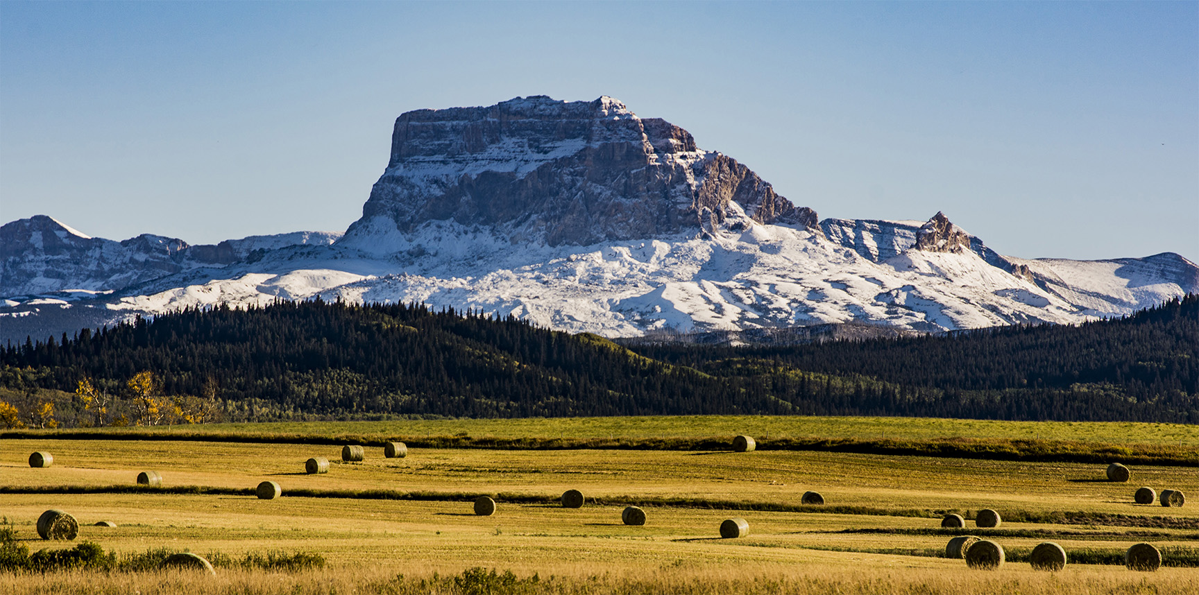 snow covered Chief Mountain with grass field in front