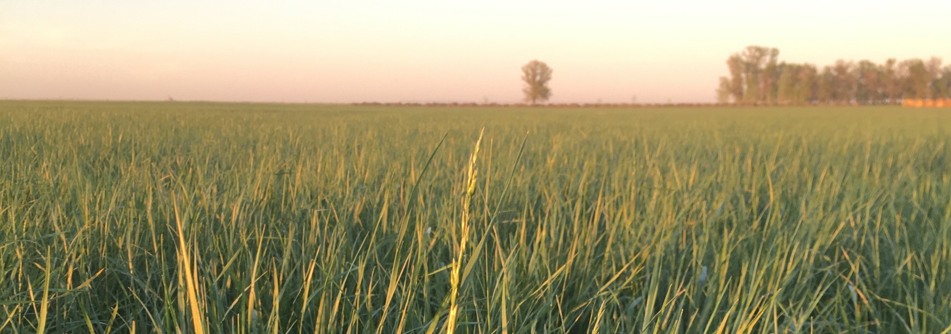 grass field with trees at the edge of the field