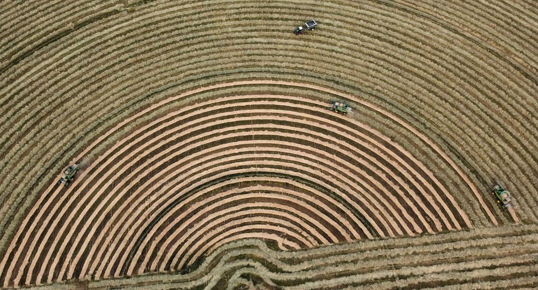 aerial view of circular pivot field of grass seed