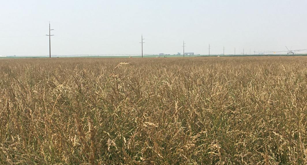 grass field with tall, waving grass