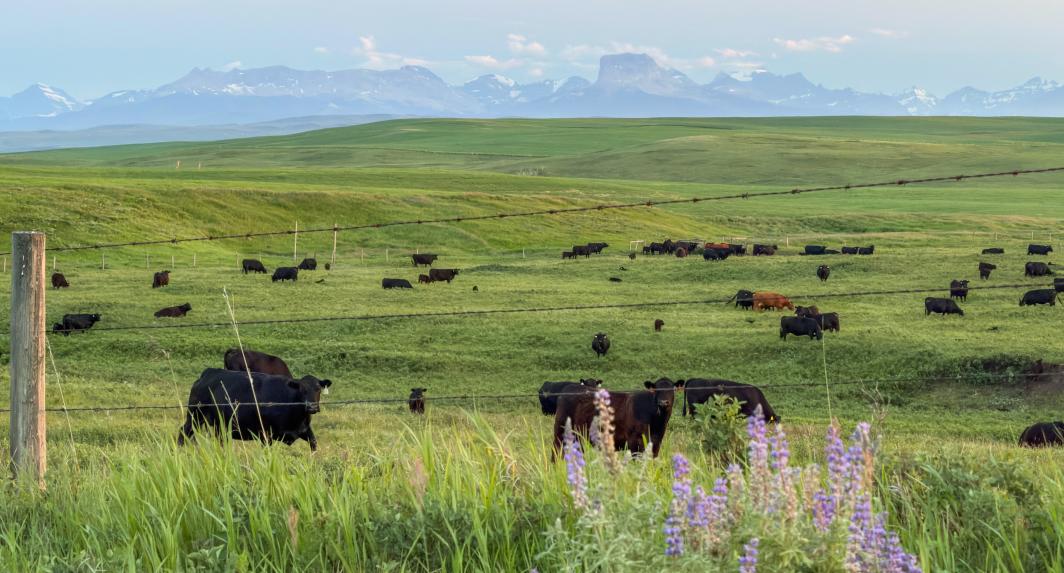 Chief Mountain and Fields