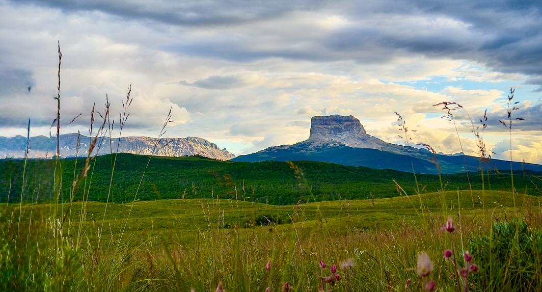 Chief Mountain and Fields