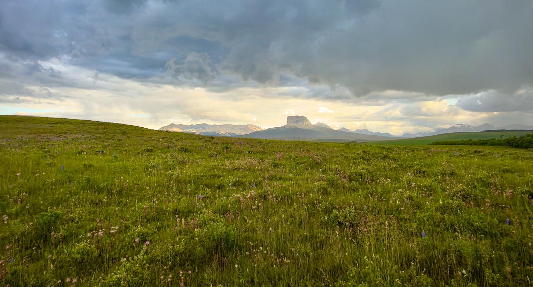 Chief Mountain and Fields