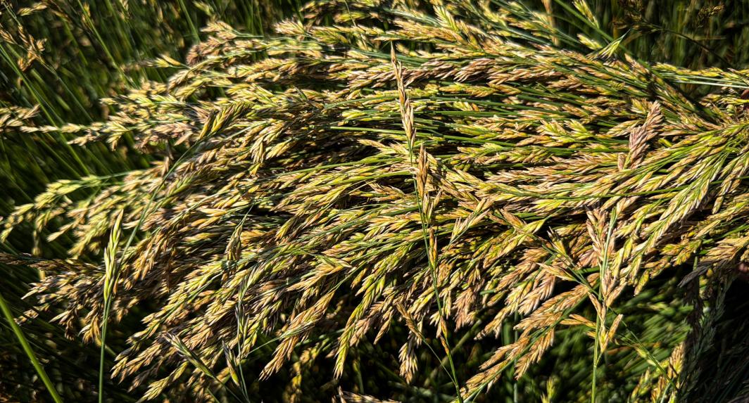 Grain