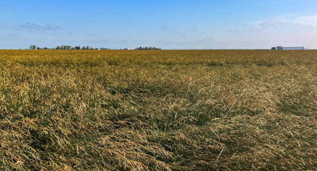 A Field