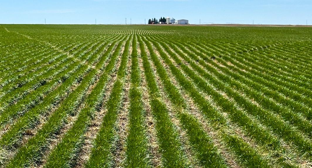 Grass field