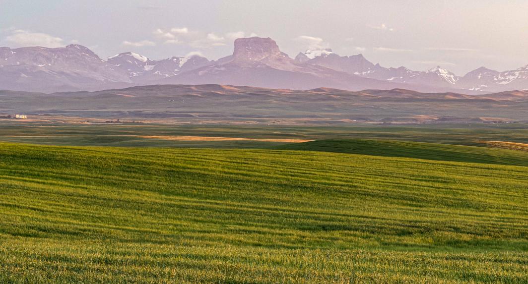 Chief Mountain and Fields